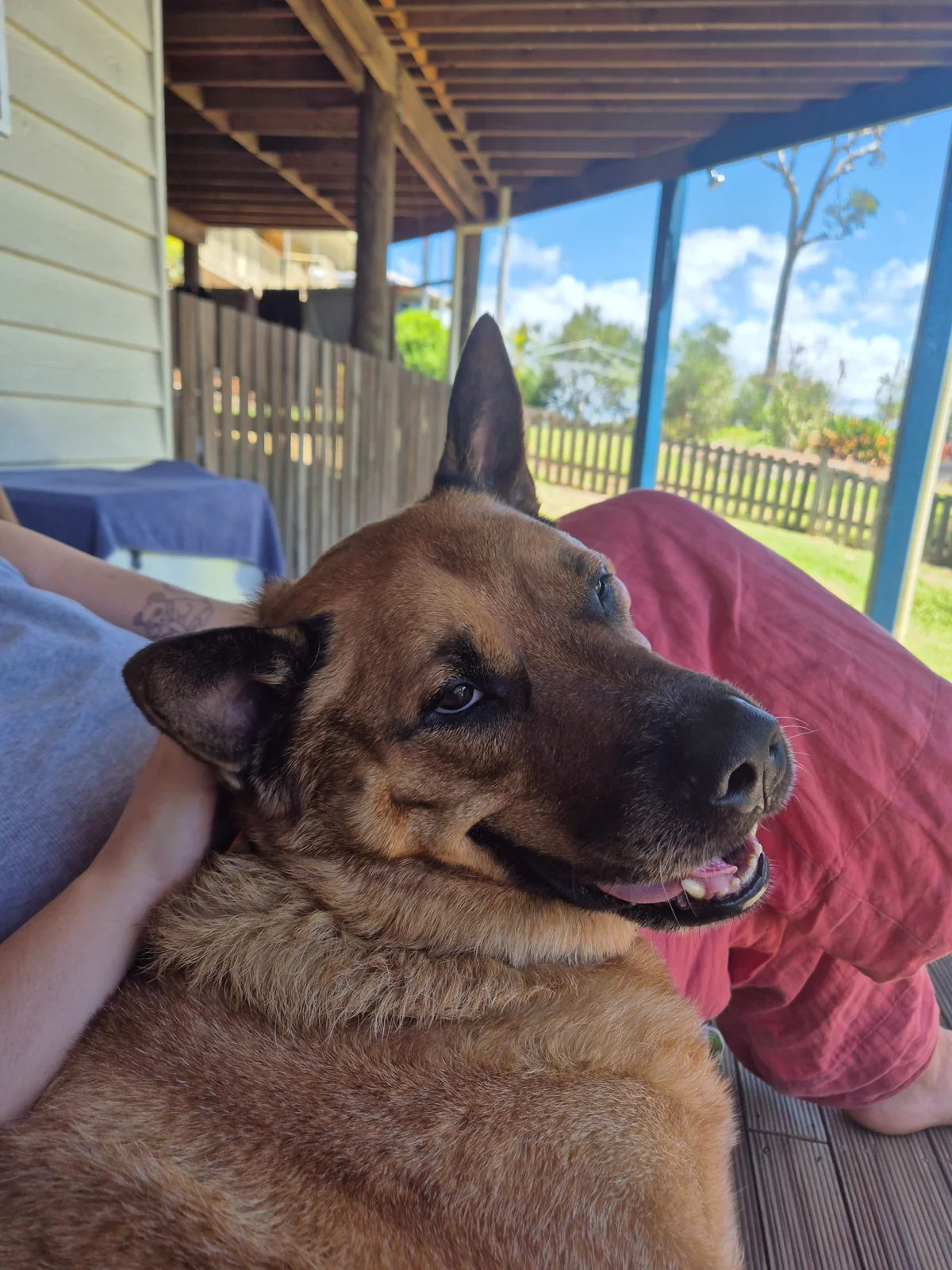 Rus standing gleefully, at low tide on grey sand under a cloudy overcast sky